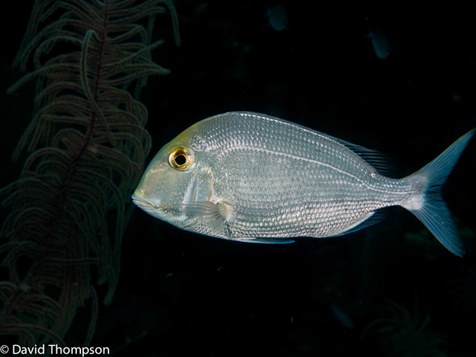 %_tempFileName2014-07-14_01_Half_Moon_Caye_Half_Moon_Wall-7140232%