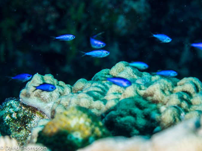 %_tempFileName2014-07-14_02_Half_Moon_Caye_Half_Moon_Wall-7140250%