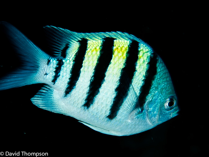 %_tempFileName2014-07-14_02_Half_Moon_Caye_Half_Moon_Wall-7140251%