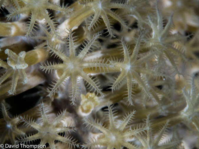 %_tempFileName2014-07-14_02_Half_Moon_Caye_Half_Moon_Wall-7140259%