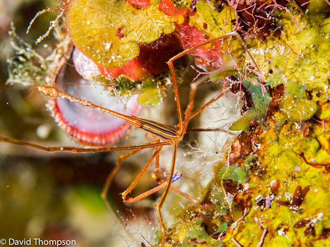 %_tempFileName2014-07-14_02_Half_Moon_Caye_Half_Moon_Wall-7140269%