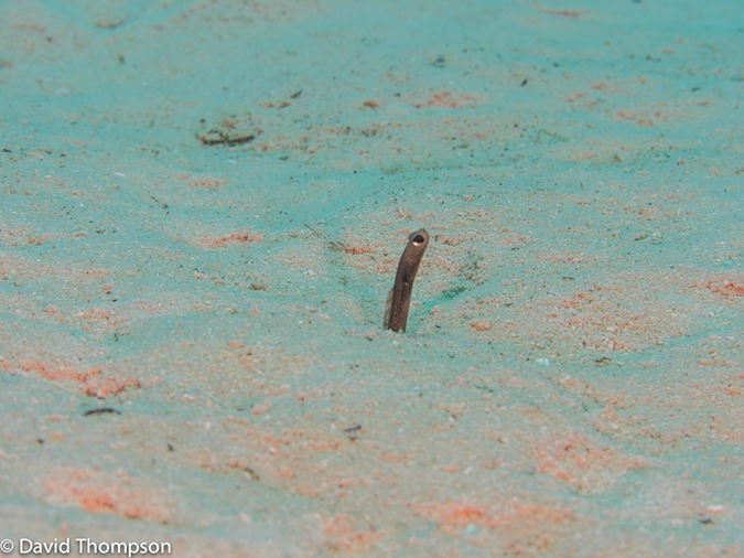 %_tempFileName2014-07-14_02_Half_Moon_Caye_Half_Moon_Wall-7140285%