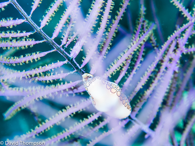 %_tempFileName2014-07-14_03_Half_Moon_Caye_Sand_Box-7140335%