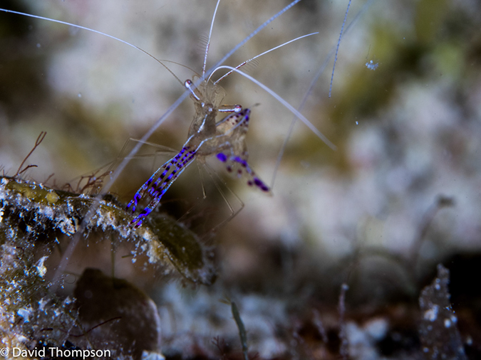 %_tempFileName2014-07-14_03_Half_Moon_Caye_Sand_Box-7140349%