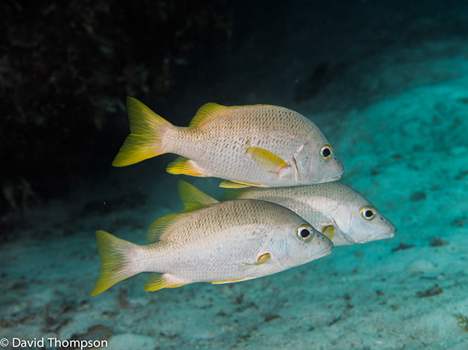 %_tempFileName2014-07-14_03_Half_Moon_Caye_Sand_Box-7140356%