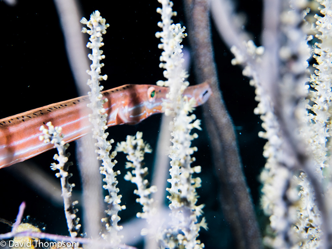 %_tempFileName2014-07-14_04_Half_Moon_Caye_sand_Box-7140010%