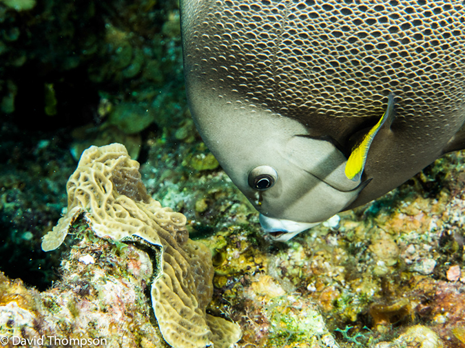 %_tempFileName2014-07-14_04_Half_Moon_Caye_sand_Box-7140012%