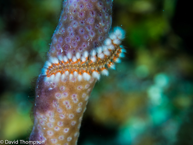 %_tempFileName2014-07-14_04_Half_Moon_Caye_sand_Box-7140025%