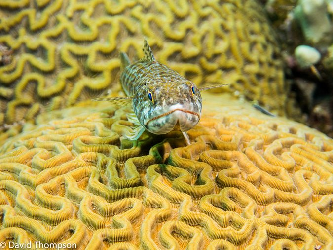 %_tempFileName2014-07-14_04_Half_Moon_Caye_sand_Box-7140035%