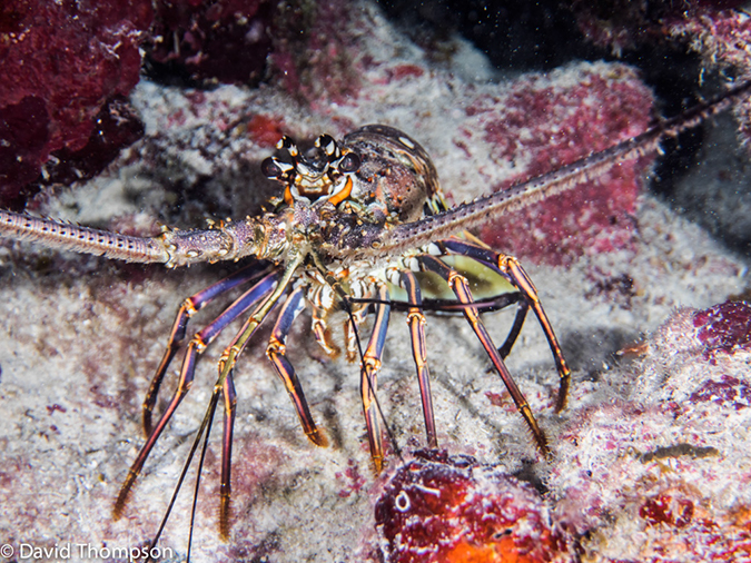 %_tempFileName2014-07-14_04_Half_Moon_Caye_sand_Box-7140049%