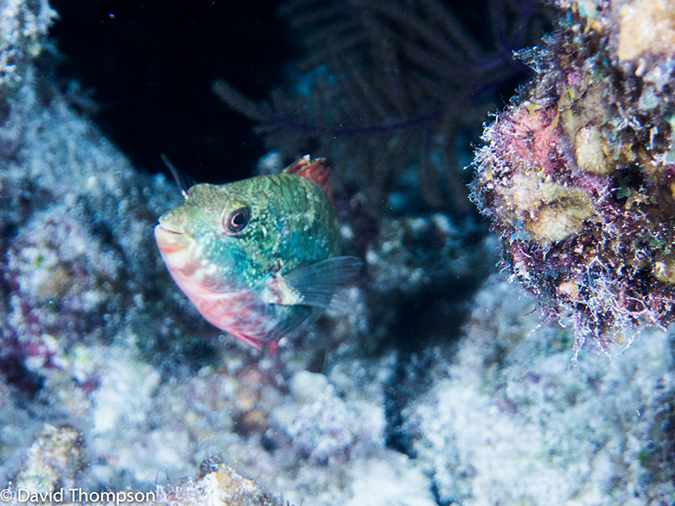 %_tempFileName2014-07-14_05_Half_Moon_Caye_Sand_Box-7140059%