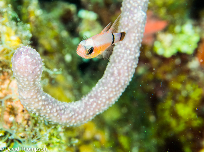 %_tempFileName2014-07-14_05_Half_Moon_Caye_Sand_Box-7140071%