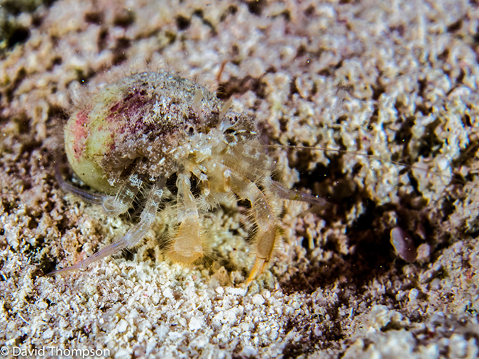 %_tempFileName2014-07-14_05_Half_Moon_Caye_Sand_Box-7140076%