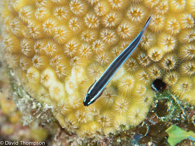 %_tempFileName2014-07-15_01_Chain_Wall-7150387%