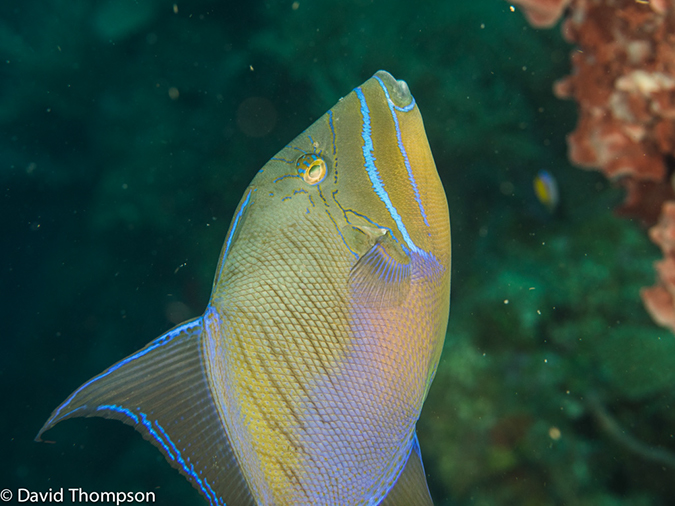 %_tempFileName2014-07-15_01_Chain_Wall-7150397%