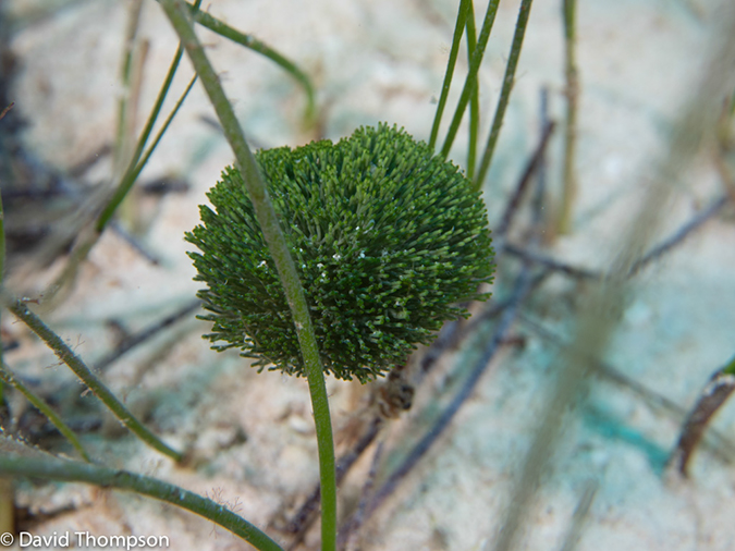 %_tempFileName2014-07-15_03_Chain_Wall-7150479%