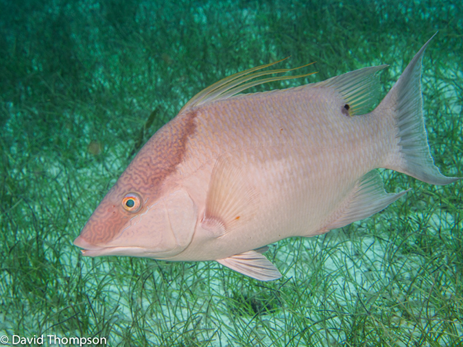 %_tempFileName2014-07-15_03_Chain_Wall-7150481%