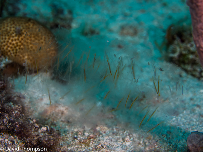 %_tempFileName2014-07-15_05_Uno_Coco-7150109%