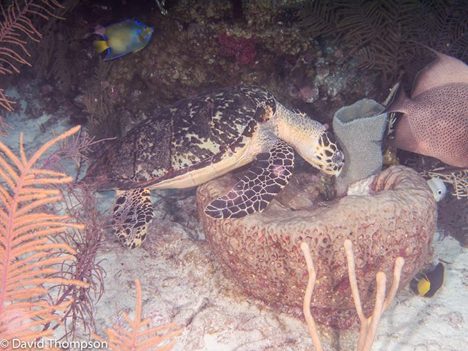 %_tempFileName2014-07-15_06_Uno_Coco-7150171%