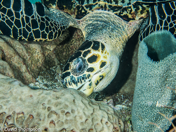 %_tempFileName2014-07-15_06_Uno_Coco-7150177%