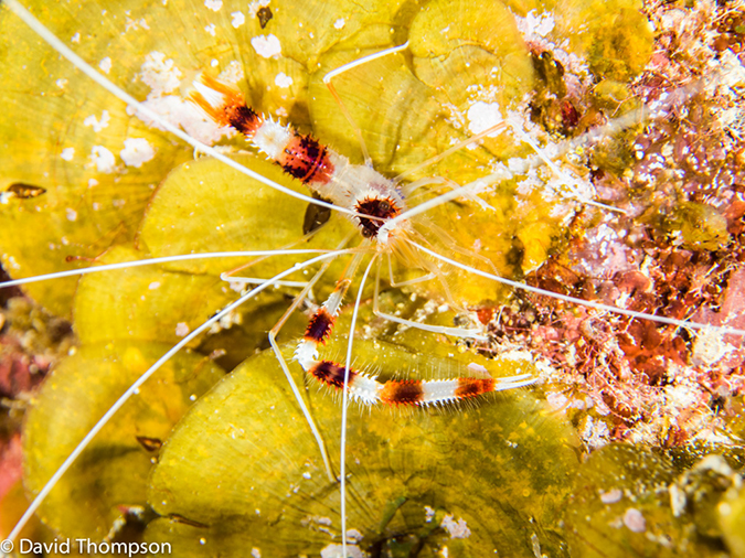 %_tempFileName2014-07-15_07_Uno_Coco-7150209%