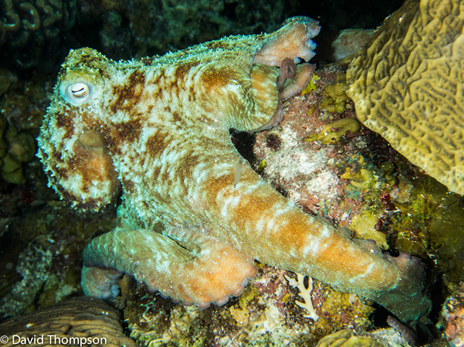 %_tempFileName2014-07-15_07_Uno_Coco-7150214%