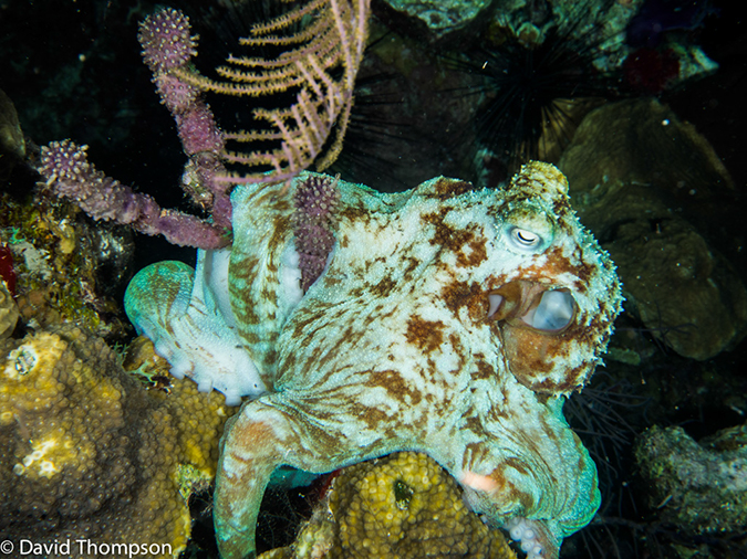 %_tempFileName2014-07-15_07_Uno_Coco-7150228%