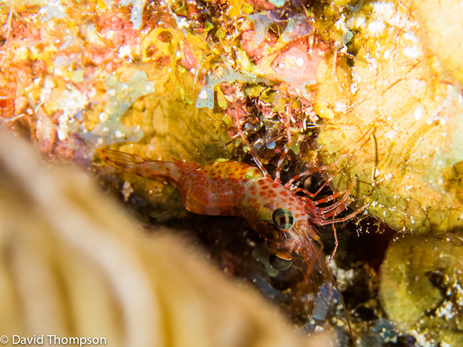 %_tempFileName2014-07-15_07_Uno_Coco-7150242%