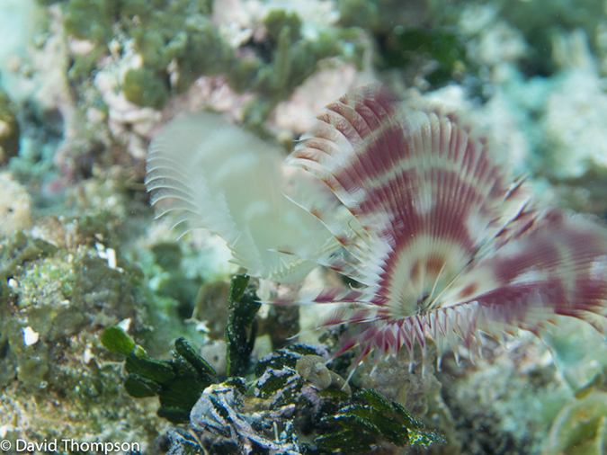 %_tempFileName2014-07-16_02_Blue_Hole-7160565%