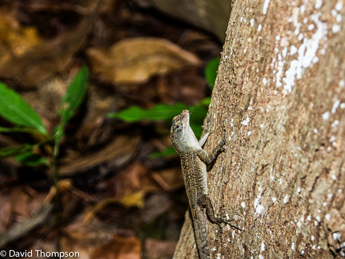 %_tempFileName2014-07-16_03_Half_Moon_Caye-7160597%