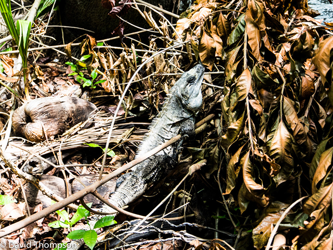 %_tempFileName2014-07-16_03_Half_Moon_Caye-7160601%