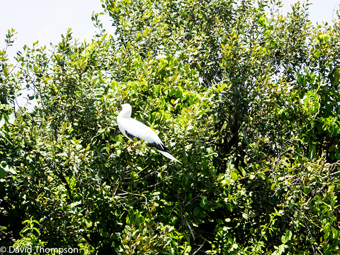 %_tempFileName2014-07-16_03_Half_Moon_Caye-7160610%