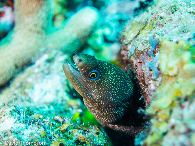 %_tempFileName2014-07-16_04_Half_Moon_Caye_Wall-7160259%
