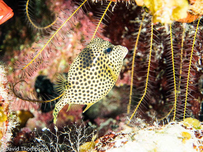 %_tempFileName2014-07-16_04_Half_Moon_Caye_Wall-7160267%