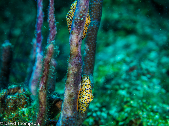 %_tempFileName2014-07-16_04_Half_Moon_Caye_Wall-7160287%