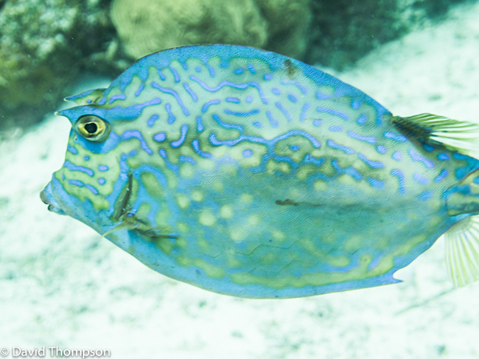 %_tempFileName2014-07-16_04_Half_Moon_Caye_Wall-7160298%