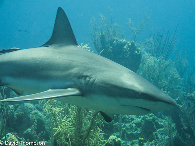 %_tempFileName2014-07-16_04_Half_Moon_Caye_Wall-7160301%