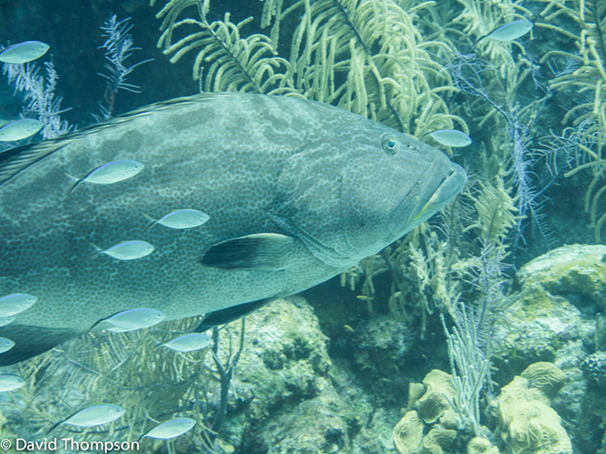 %_tempFileName2014-07-16_04_Half_Moon_Caye_Wall-7160305%