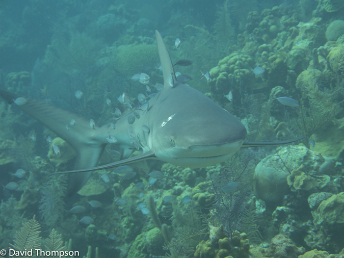 %_tempFileName2014-07-16_05_Half_Moon_Caye_Wall-7160332%