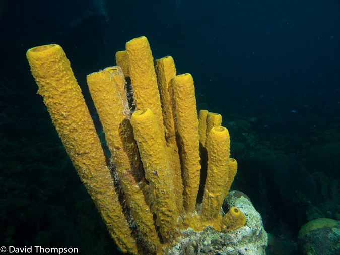 %_tempFileName2014-07-16_05_Half_Moon_Caye_Wall-7160352%