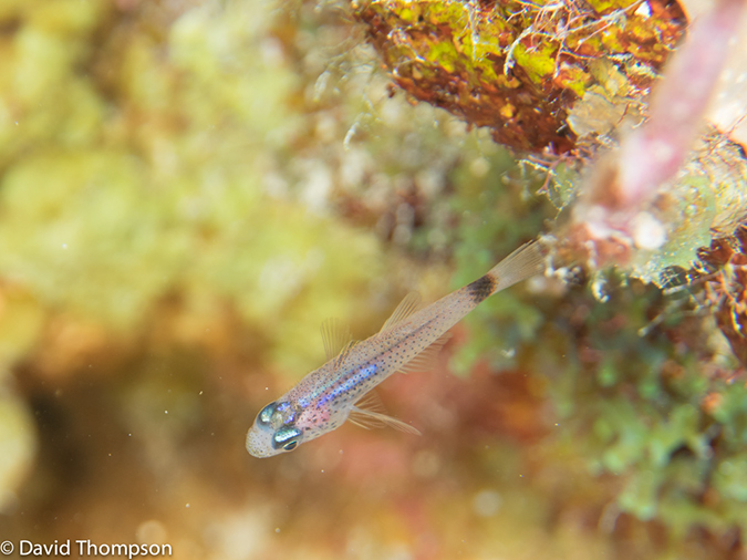 %_tempFileName2014-07-16_07_Half_Moon_Caye_Wall-7160377%