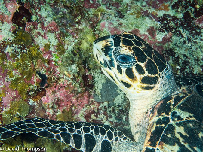 %_tempFileName2014-07-17_03_Silver_Caves-7170730%