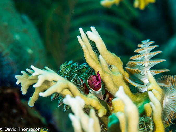 %_tempFileName2014-07-17_03_Silver_Caves-7170743%