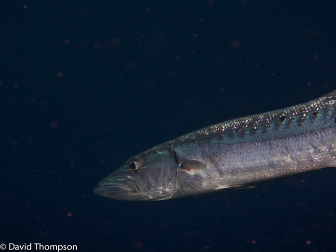 %_tempFileName2014-07-17_04_Silver_Caves-7170414%