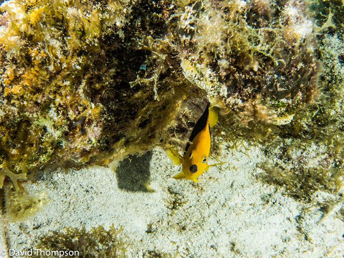 %_tempFileName2014-07-17_04_Silver_Caves-7170415%