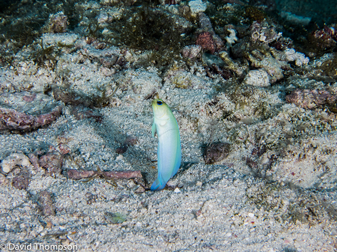 %_tempFileName2014-07-17_04_Silver_Caves-7170419%