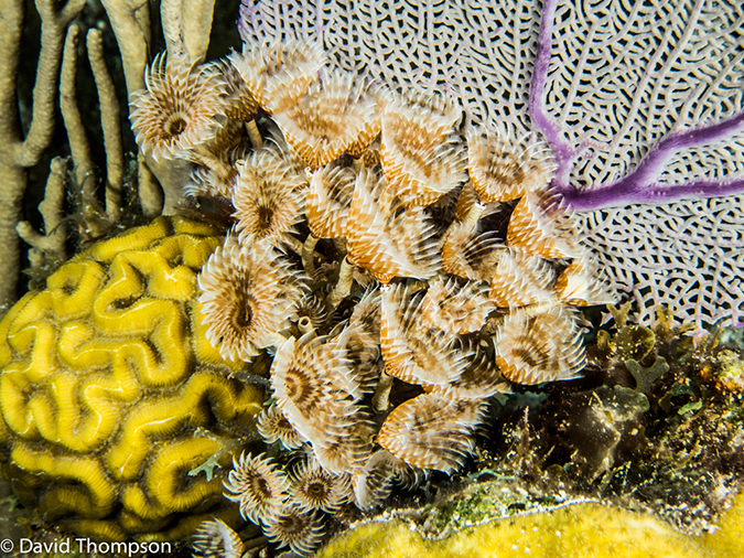 %_tempFileName2014-07-17_04_Silver_Caves-7170421%