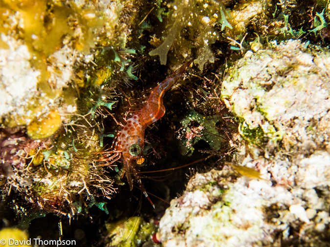 %_tempFileName2014-07-17_06_Silver_Caves-7170479%