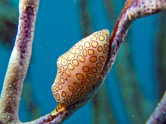 03-01-12_Wind Sock (17)