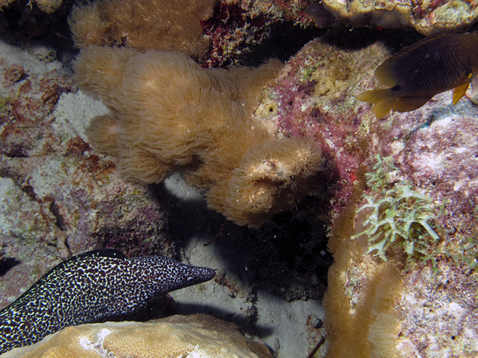 02-29-12_Leonaras Reef (12)